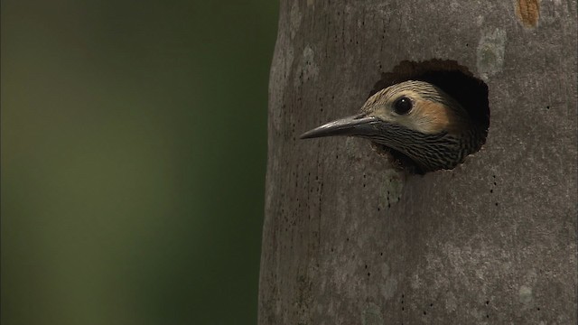 Fernandina's Flicker - ML461949