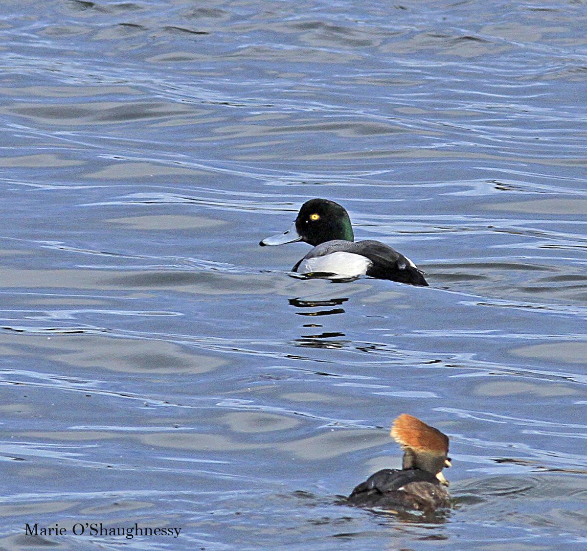 Greater Scaup - ML46195121