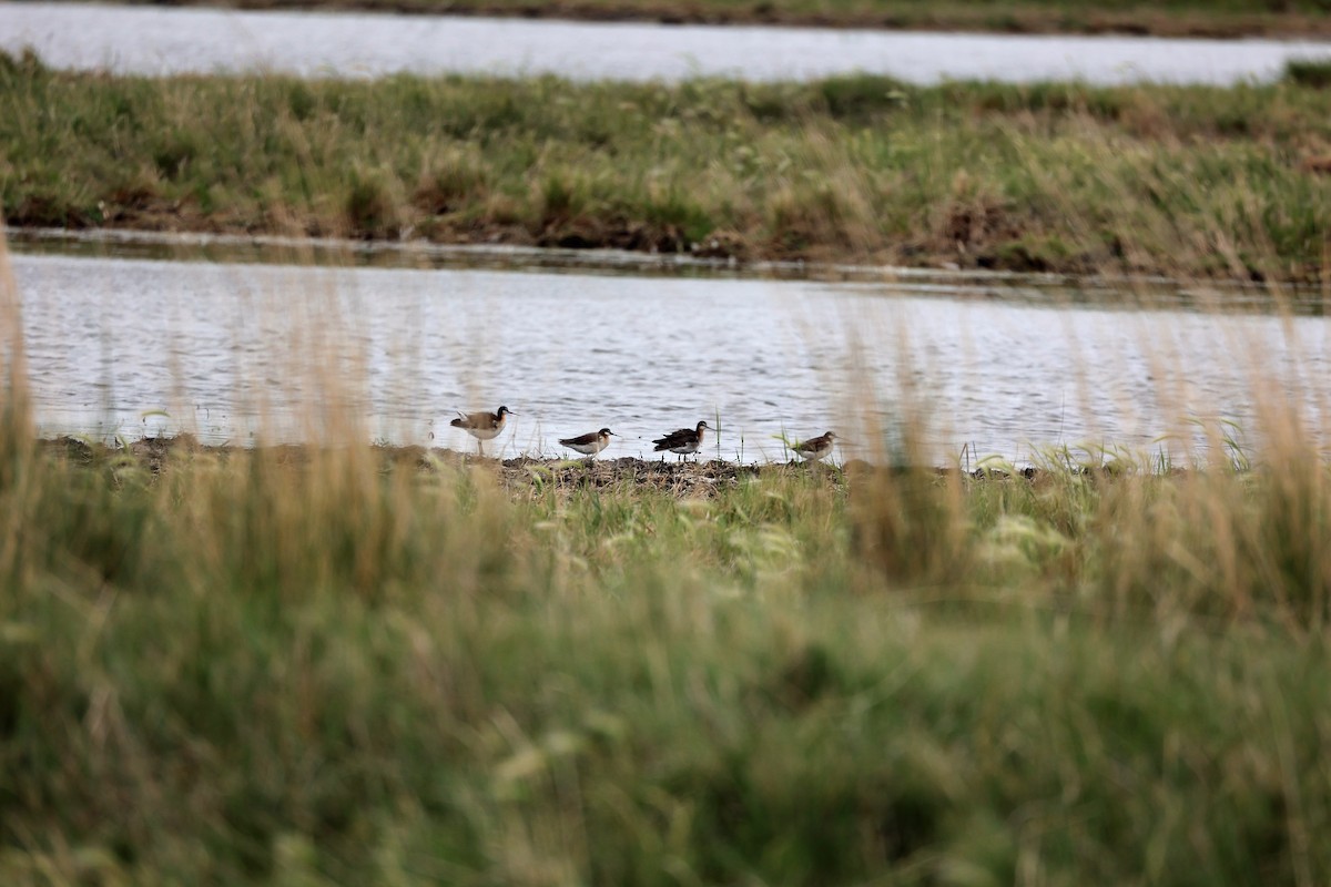 Wilson's Phalarope - ML461952131