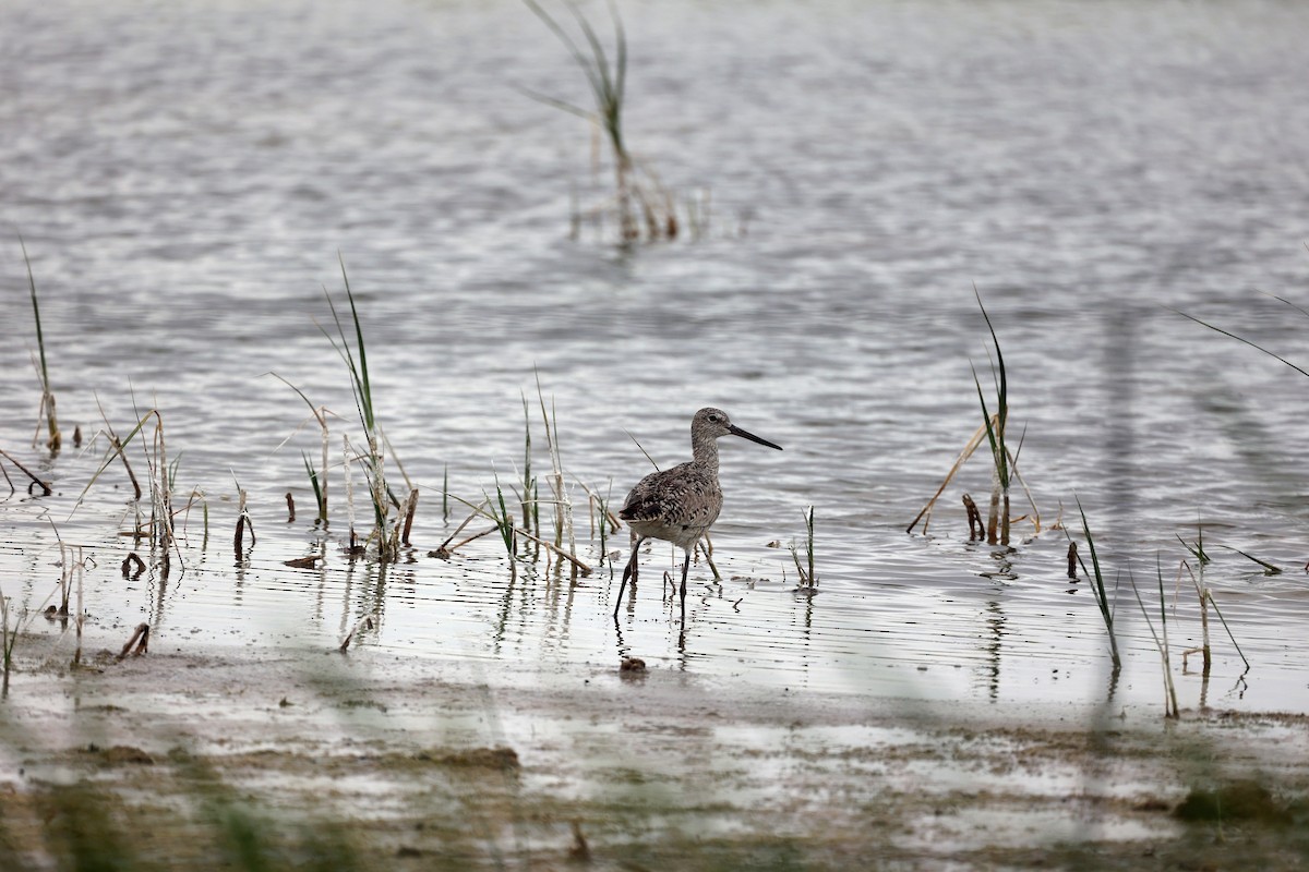 Willet - ML461952181