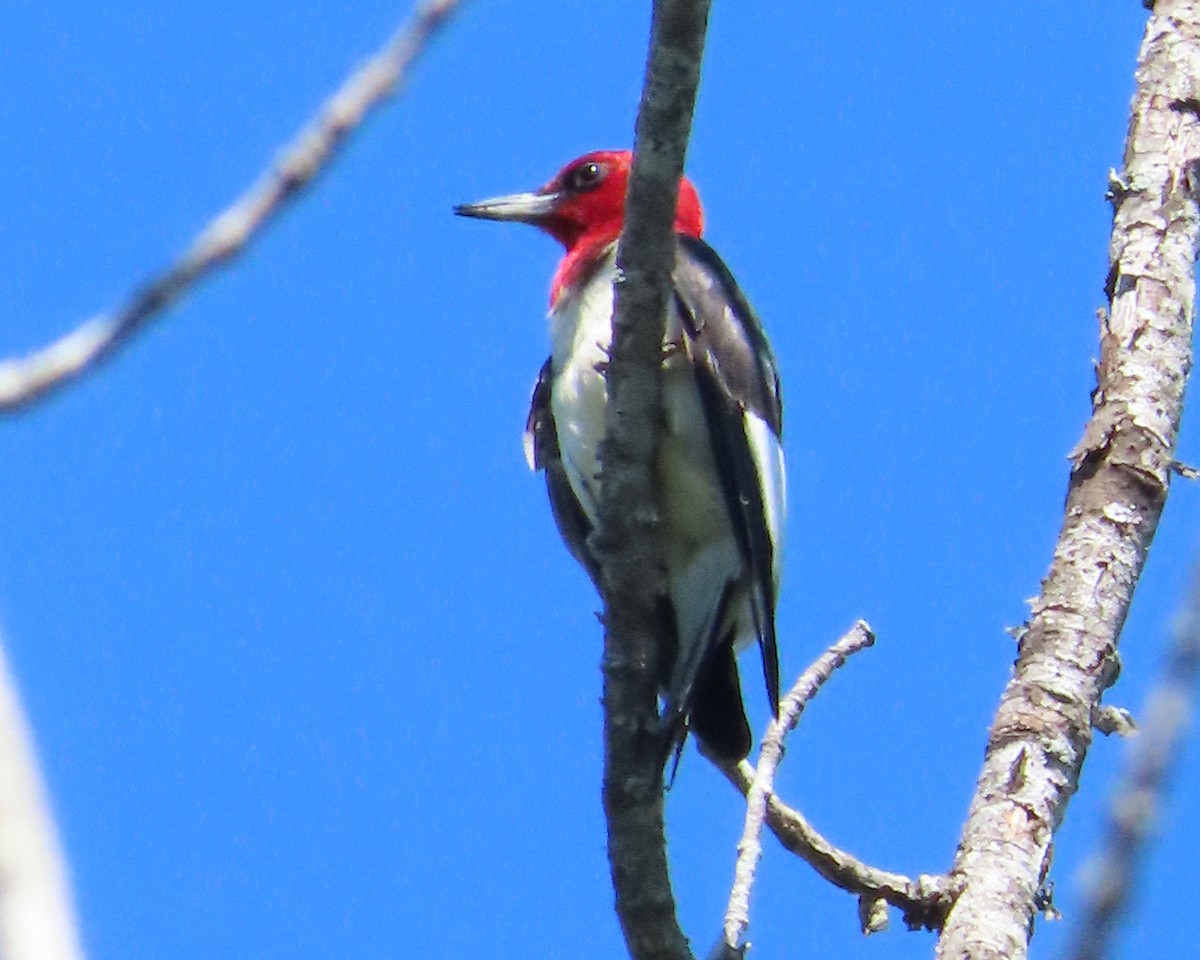 Red-headed Woodpecker - ML461952541