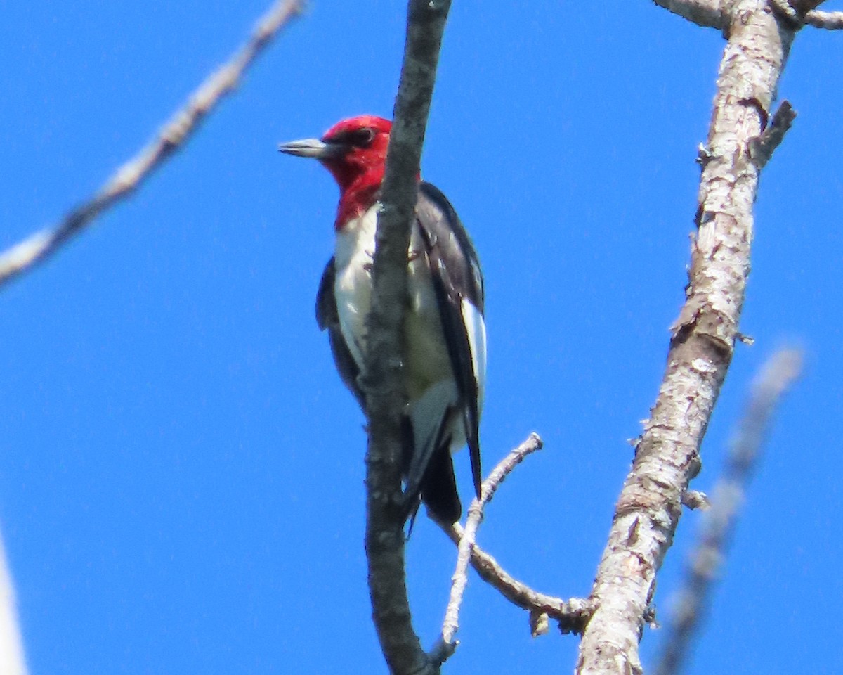 Red-headed Woodpecker - ML461952551