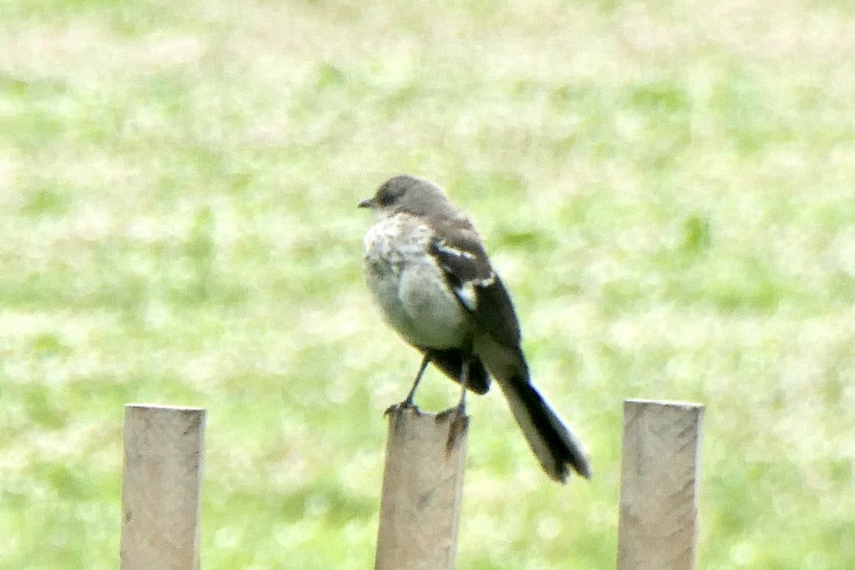 Northern Mockingbird - ML461952791