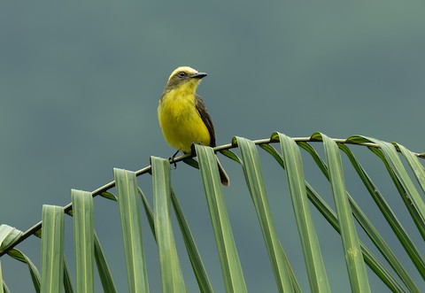 Photos - Lemon-browed Flycatcher - Conopias cinchoneti - Birds of