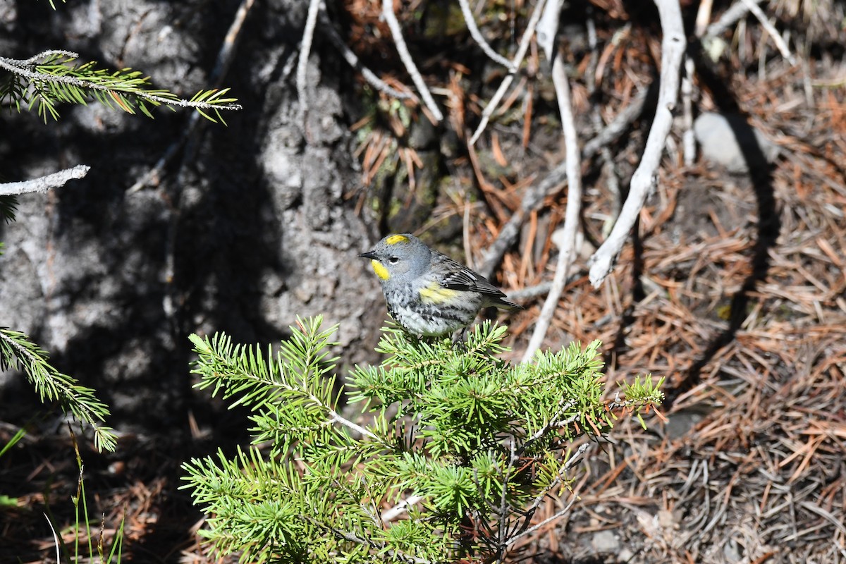 Yellow-rumped Warbler (Audubon's) - ML461953981