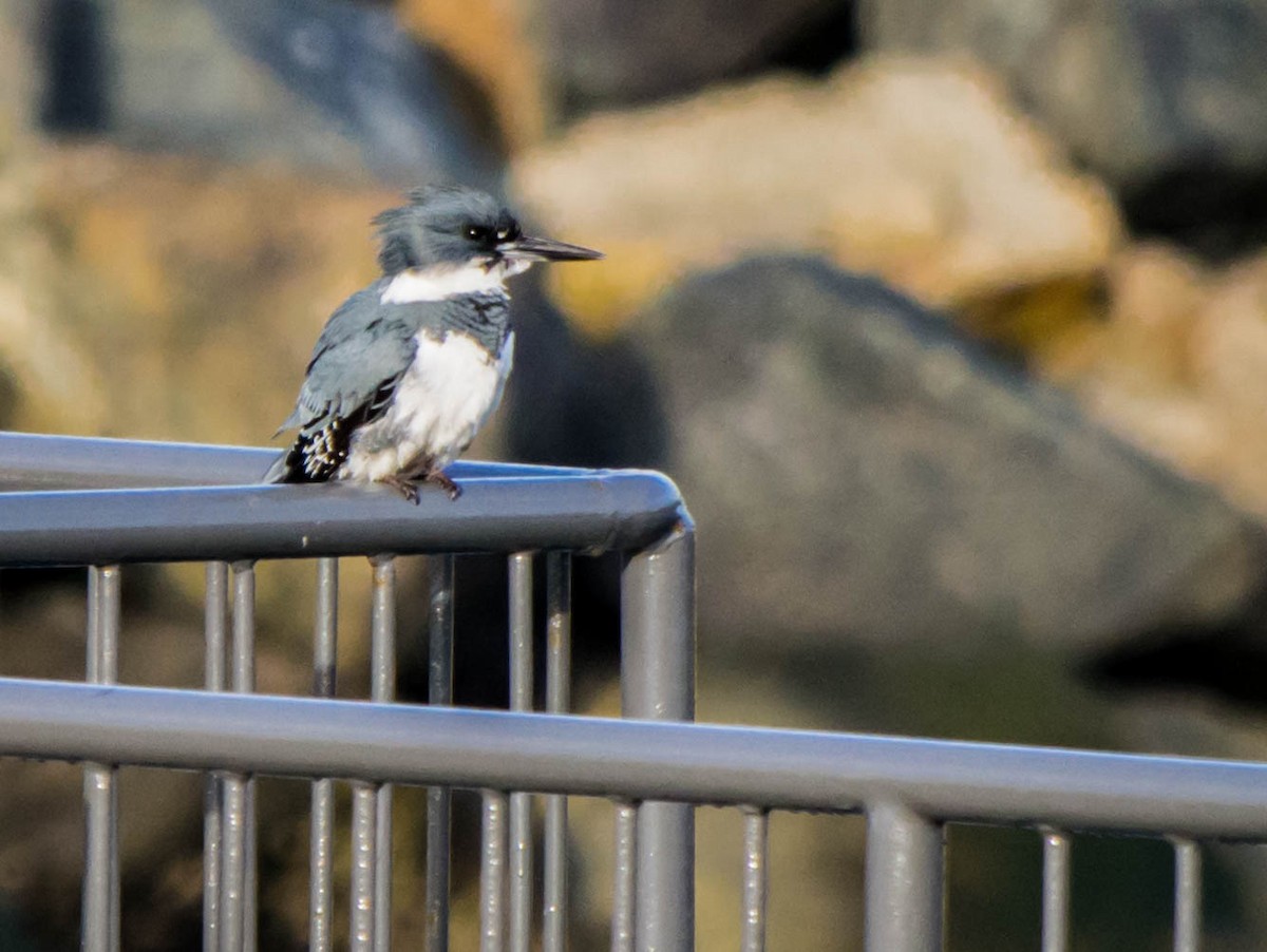 Belted Kingfisher - ML46195471