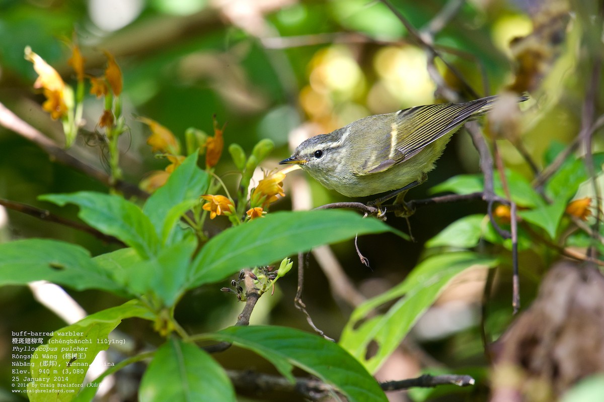 Buff-barred Warbler - ML46195591