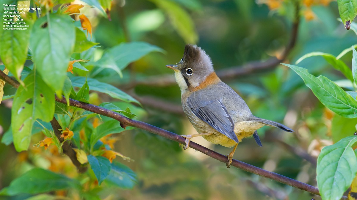 Yuhina à cou roux - ML46195661