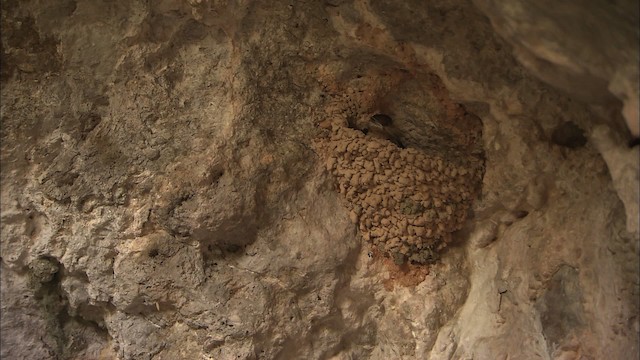 Cave Swallow (Caribbean) - ML461957