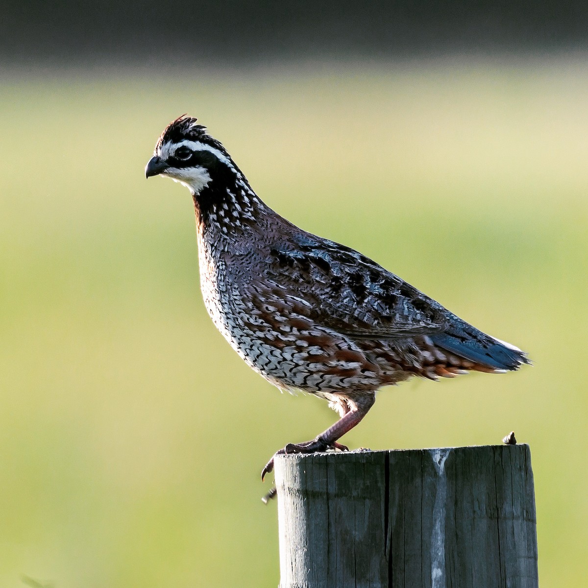 Northern Bobwhite - ML461957091