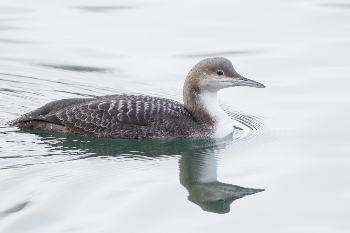 Pacific Loon - Garrett Lau