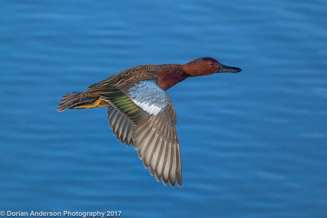 Cinnamon Teal - Dorian Anderson