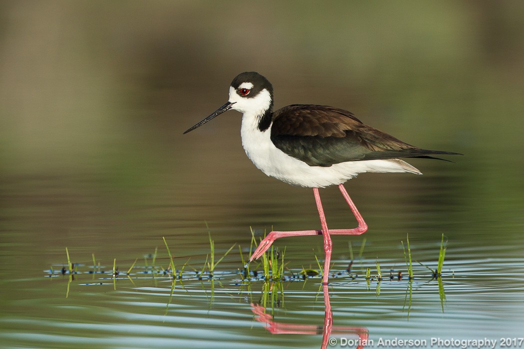 Black-necked Stilt - Dorian Anderson