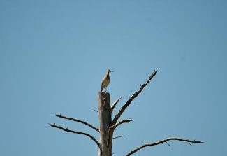 Prärieläufer - ML461958951