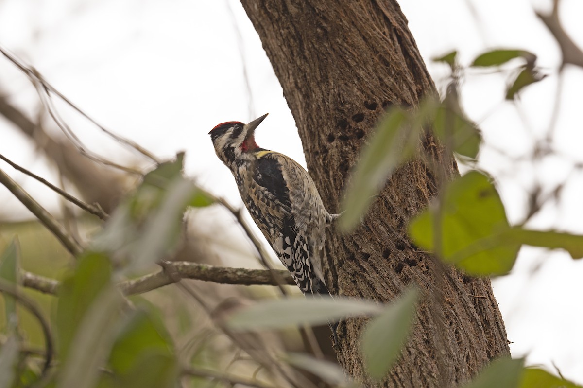 Yellow-bellied x Red-naped Sapsucker (hybrid) - ML461959121