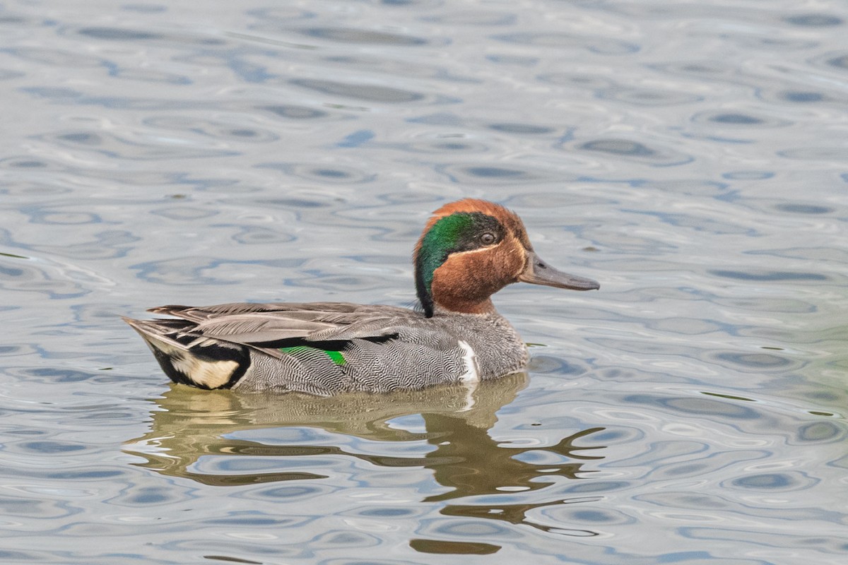 Green-winged Teal - ML461959551