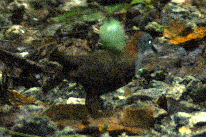 Palau Ground Dove - ML46195971