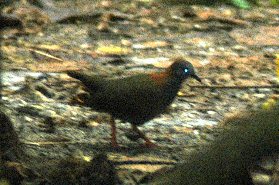 Palau Ground Dove - ML46196011