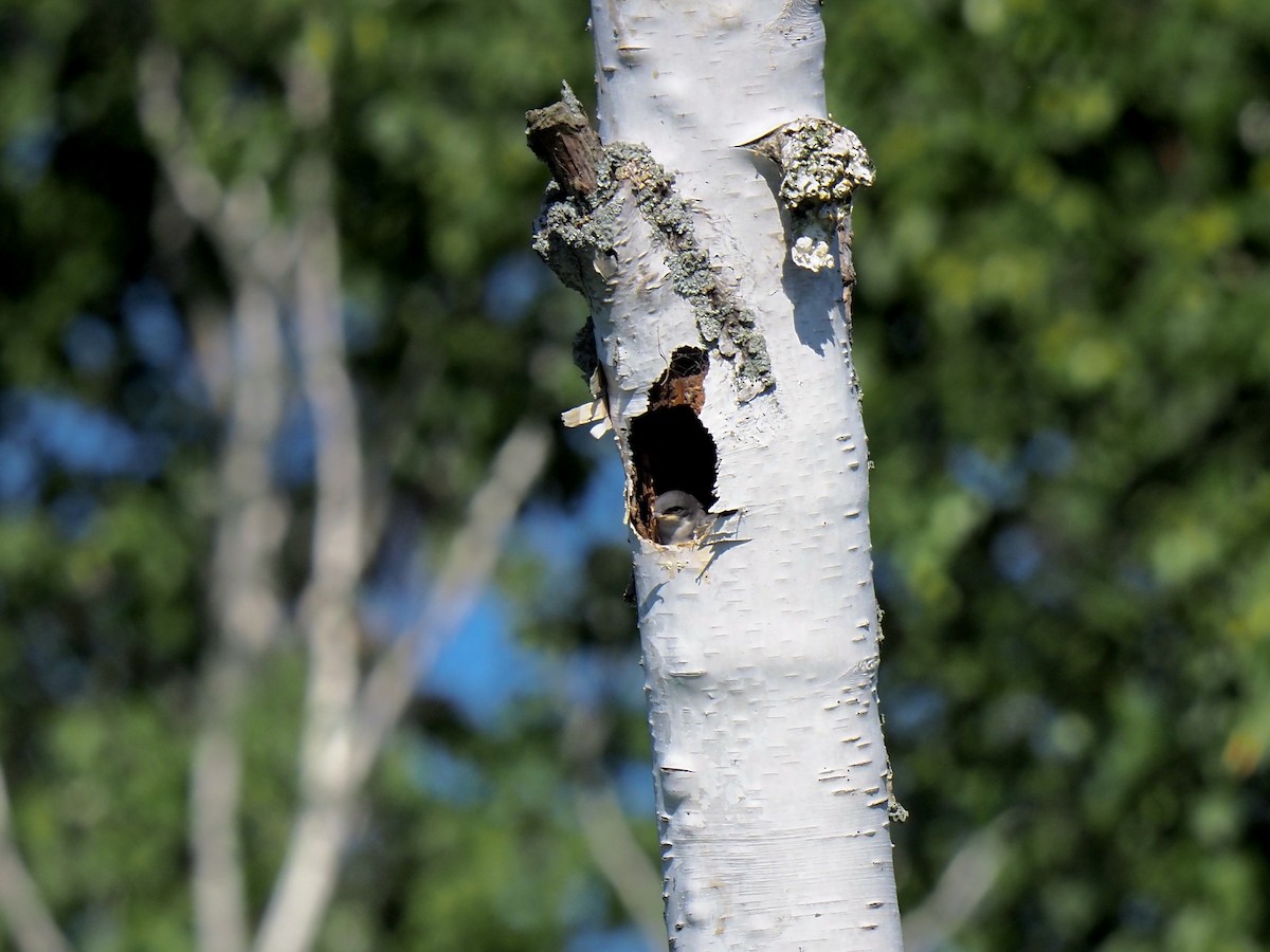 Golondrina Bicolor - ML461960471