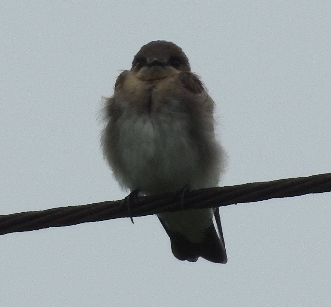 Northern Rough-winged Swallow - Fred Shaffer