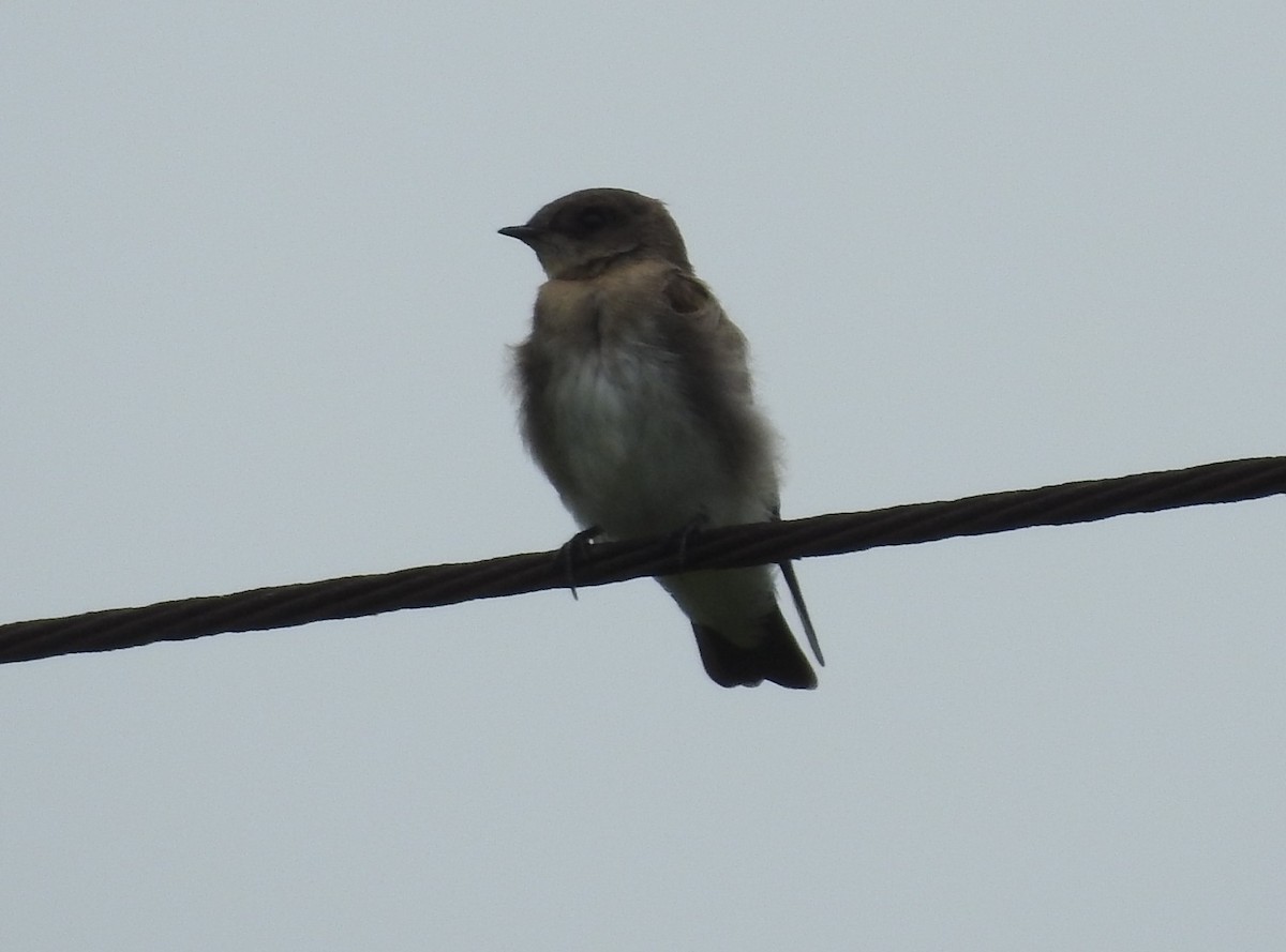 Northern Rough-winged Swallow - ML461960941