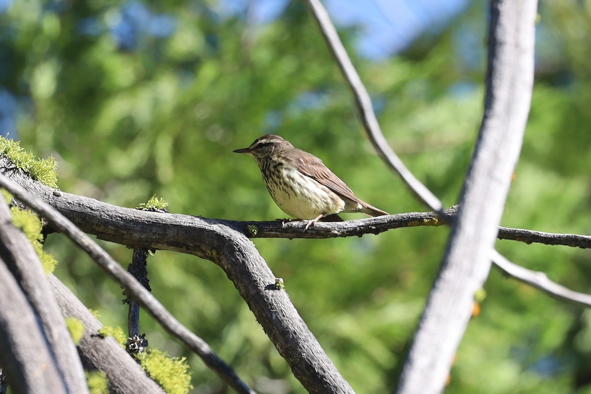 Northern Waterthrush - ML461961361