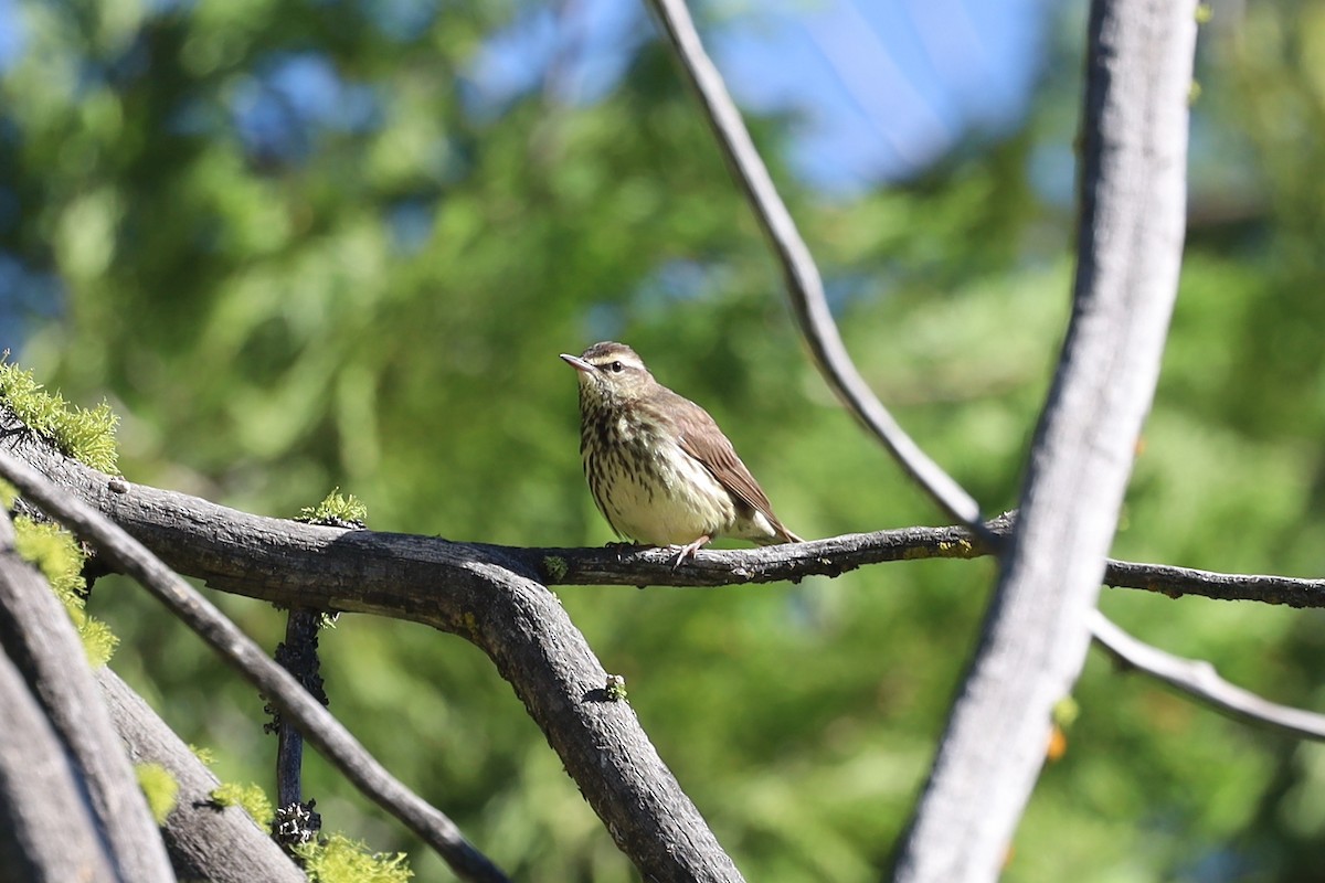 Northern Waterthrush - William Rockey