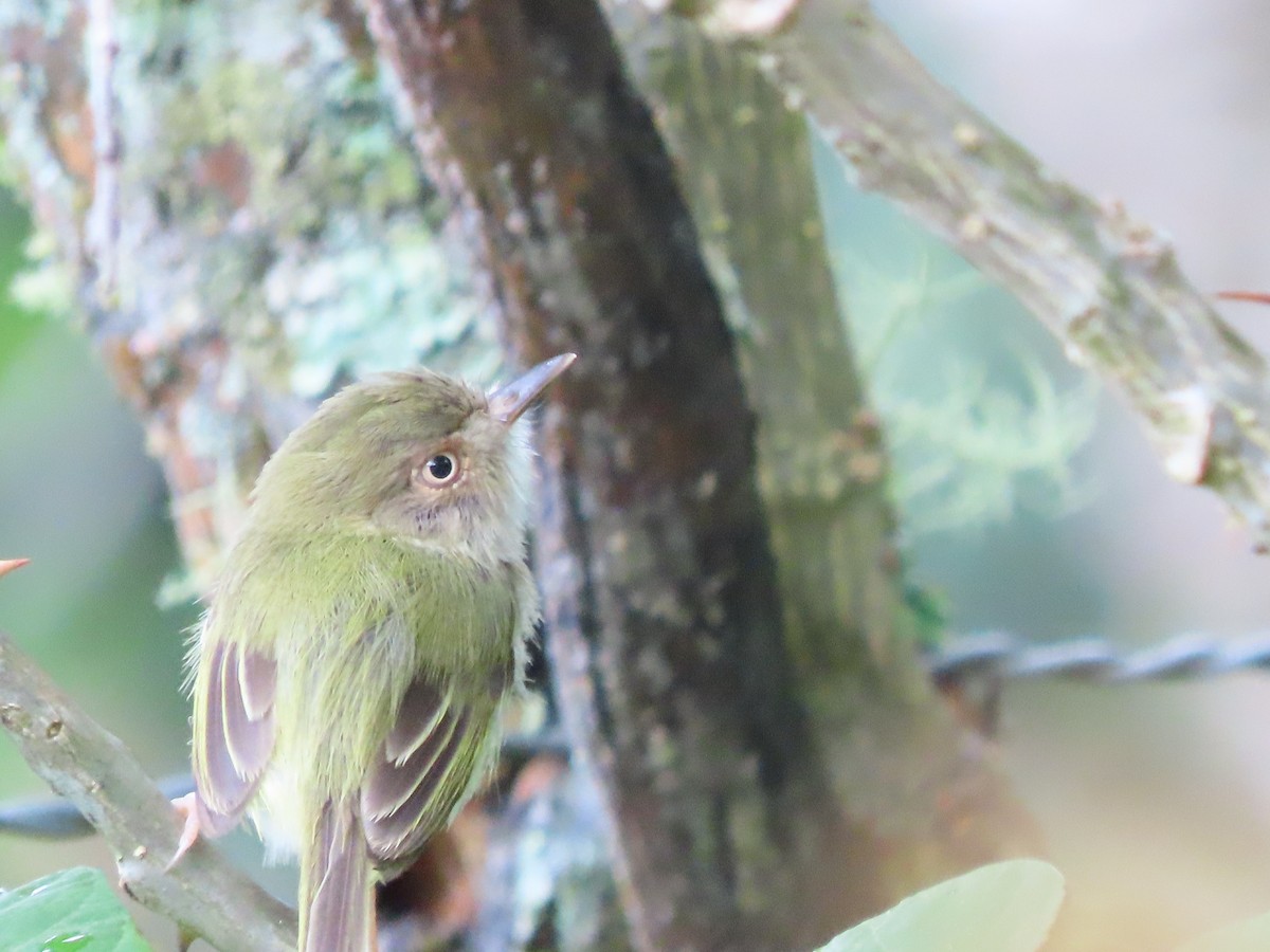 Pale-eyed Pygmy-Tyrant - María Henríquez