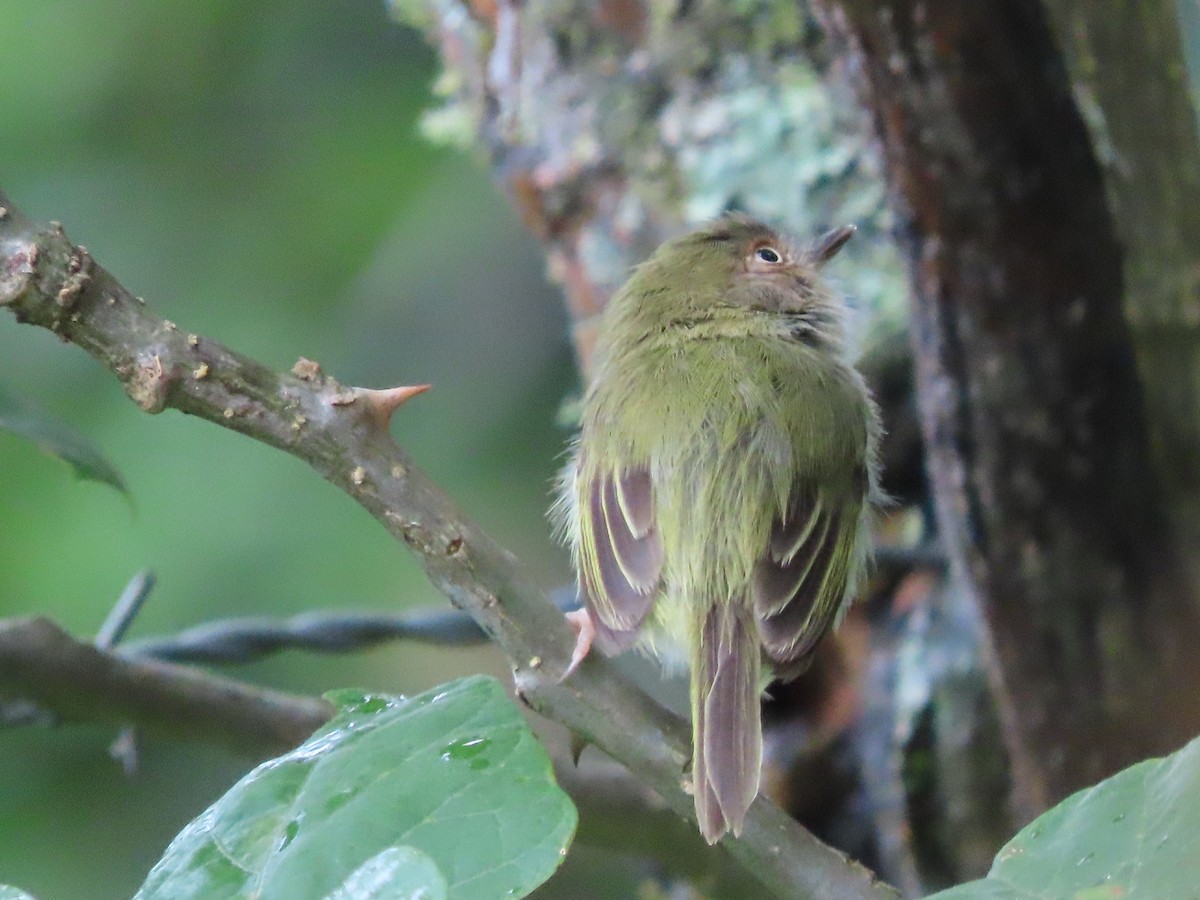 Pale-eyed Pygmy-Tyrant - María Henríquez