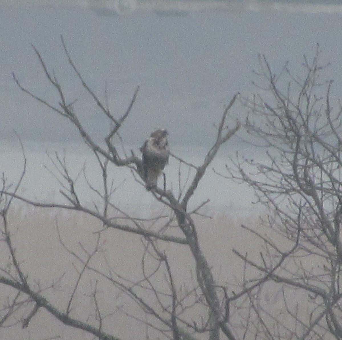 Rough-legged Hawk - ML46196421