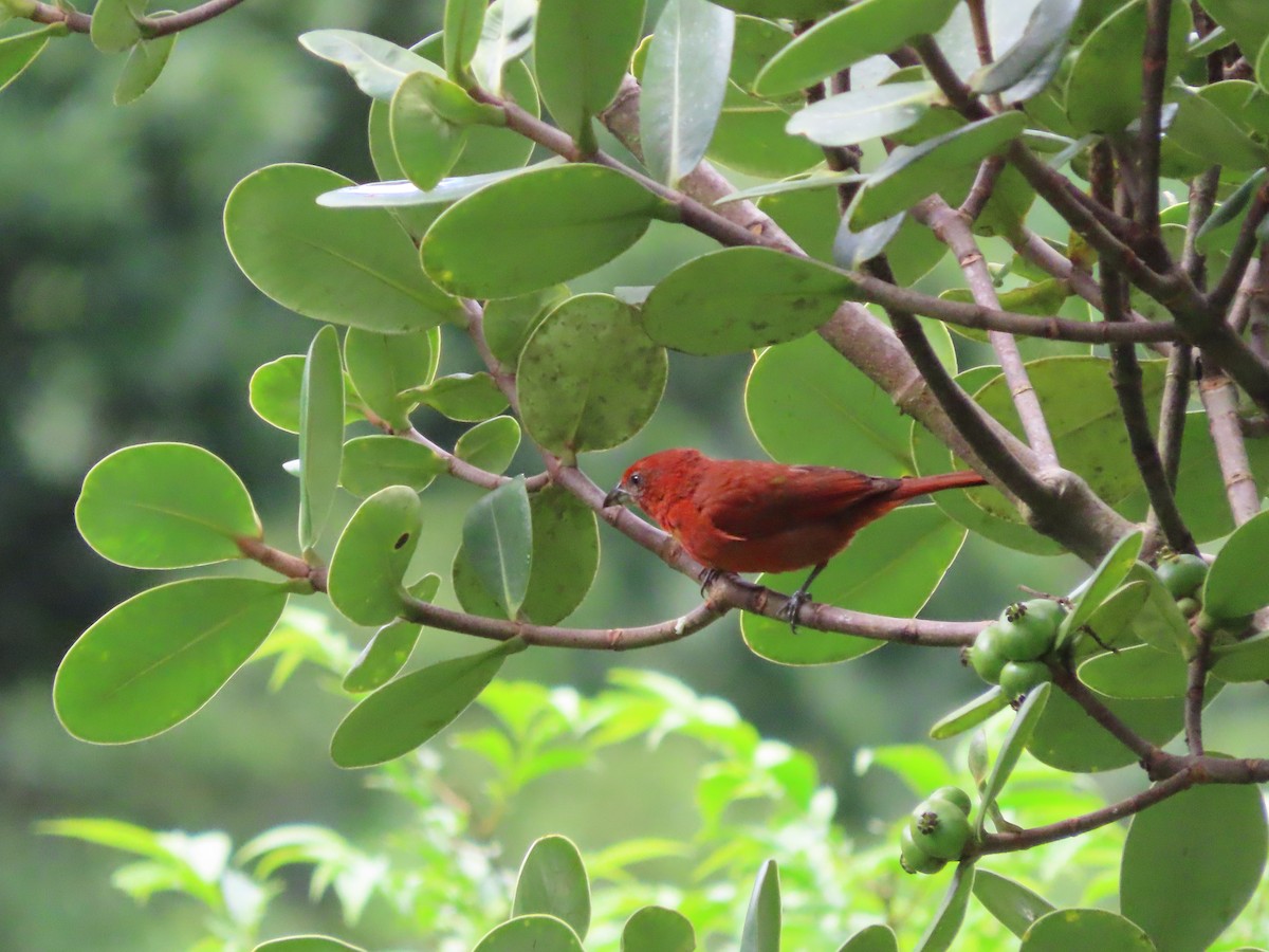 Hepatic Tanager - ML461964361
