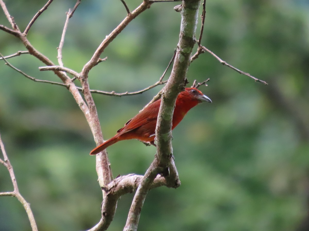 Hepatic Tanager - ML461964371