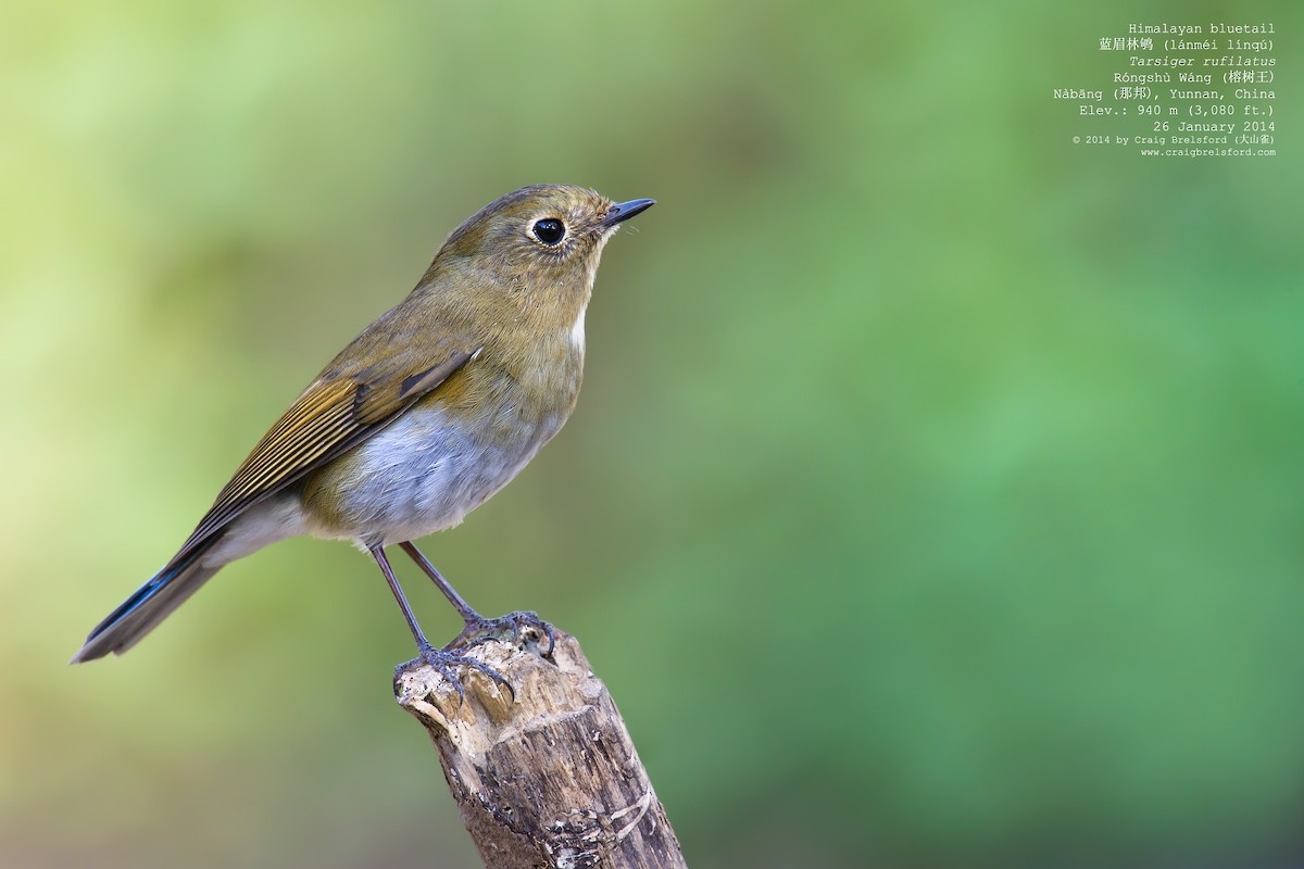 Himalayan Bluetail - ML46196441