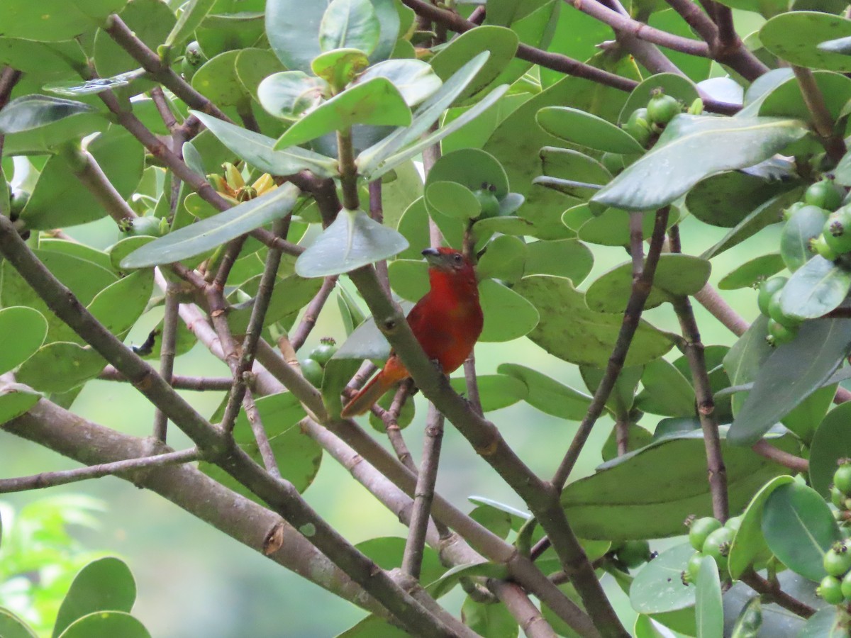 Hepatic Tanager - ML461964531
