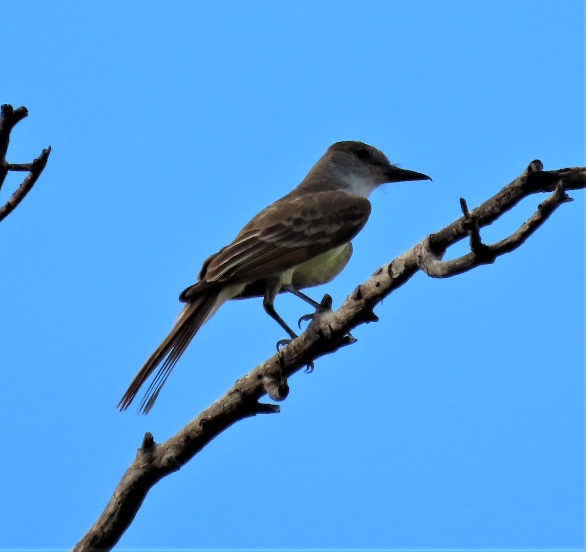 Brown-crested Flycatcher - JoAnn Potter Riggle 🦤