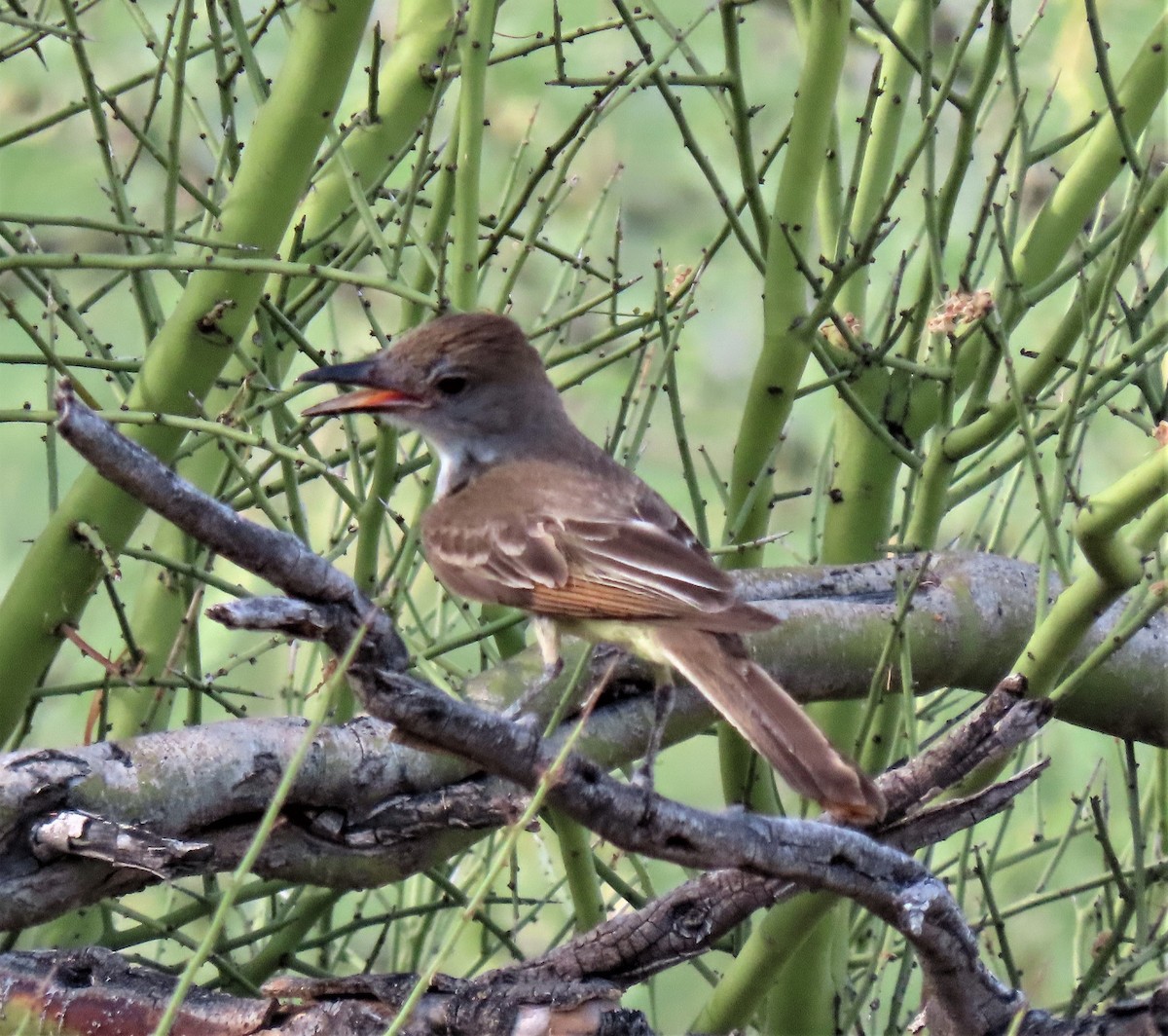 Brown-crested Flycatcher - ML461965011