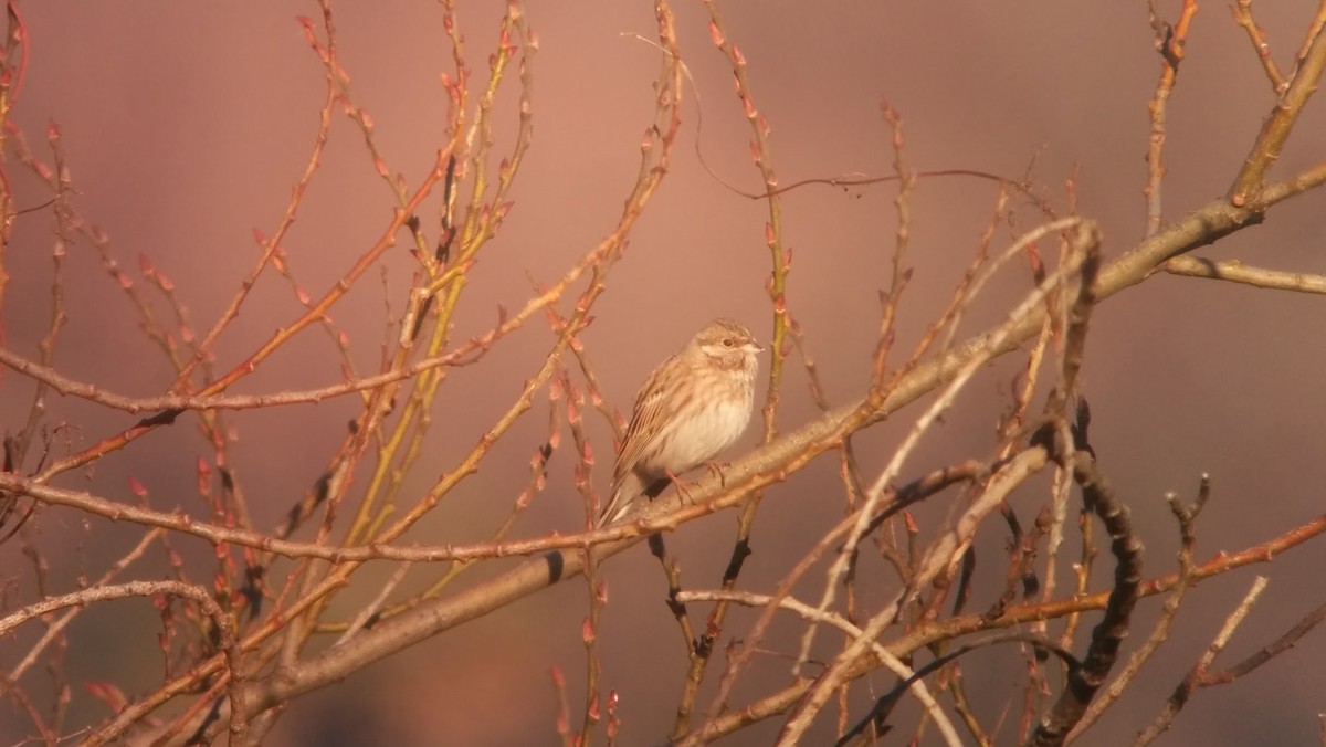 Pine Bunting - ML46196511