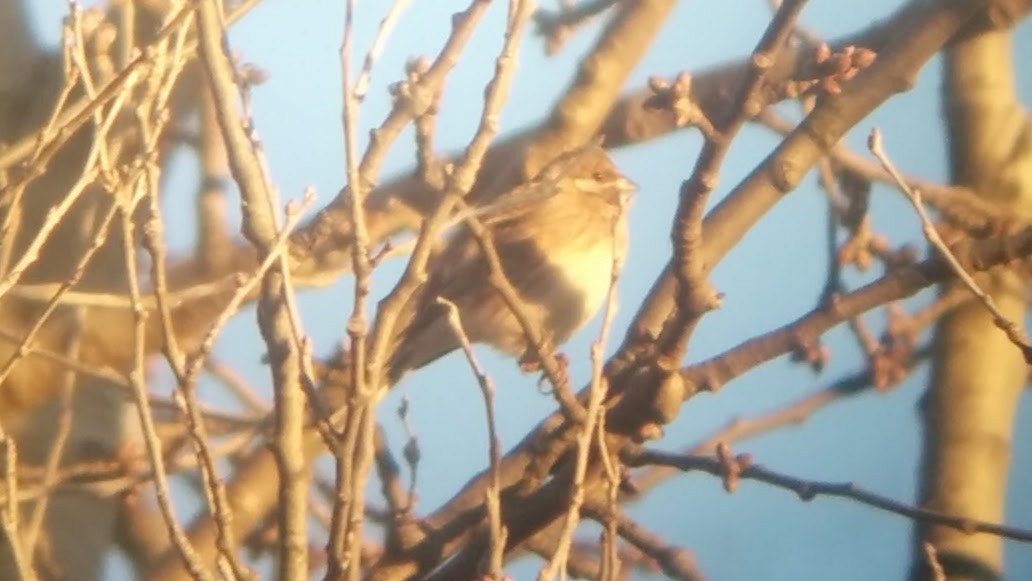 Pine Bunting - ML46196531