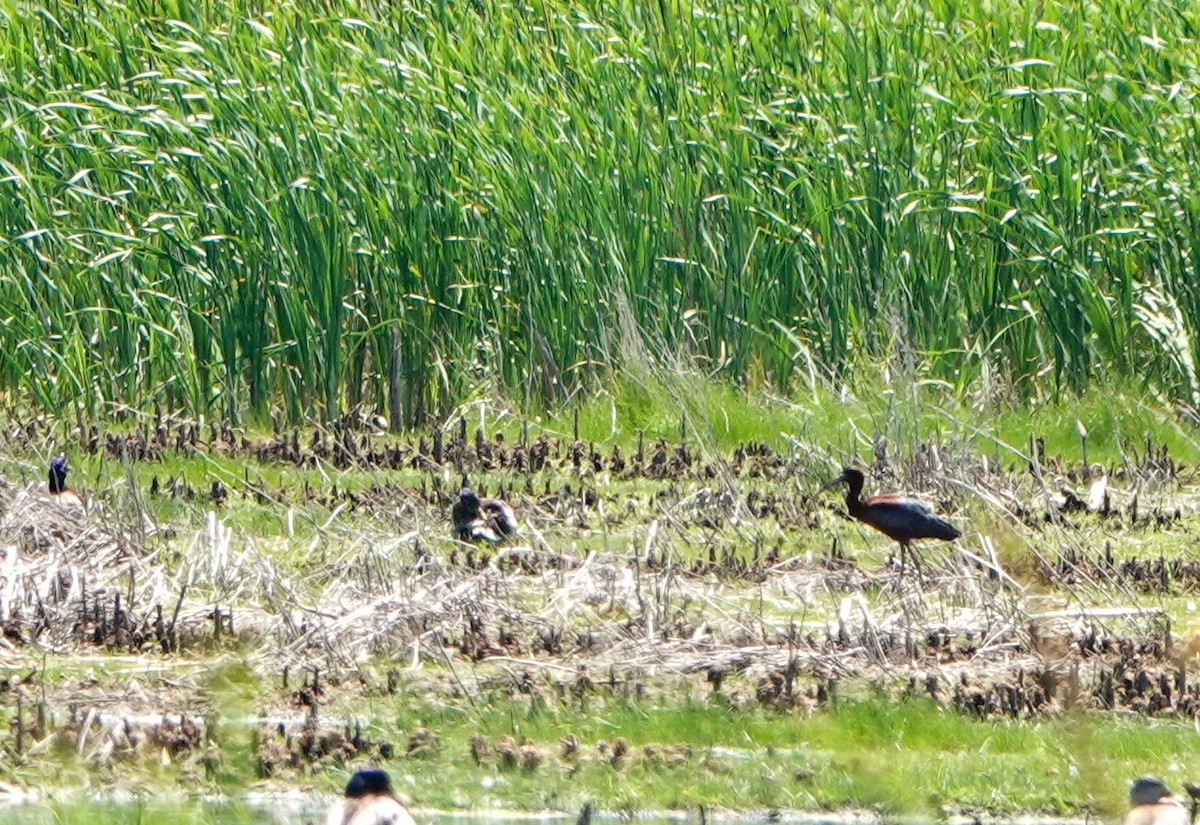 Glossy/White-faced Ibis - ML461965371