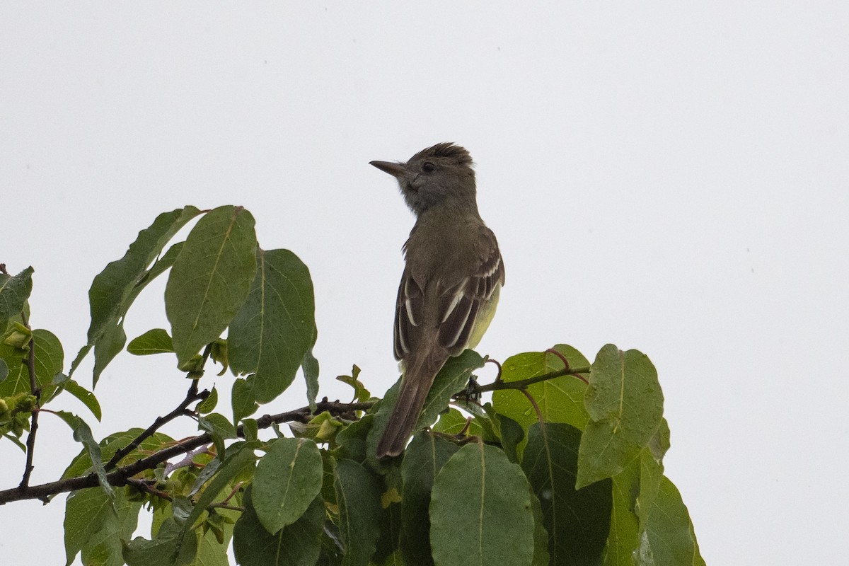 Great Crested Flycatcher - ML461965421