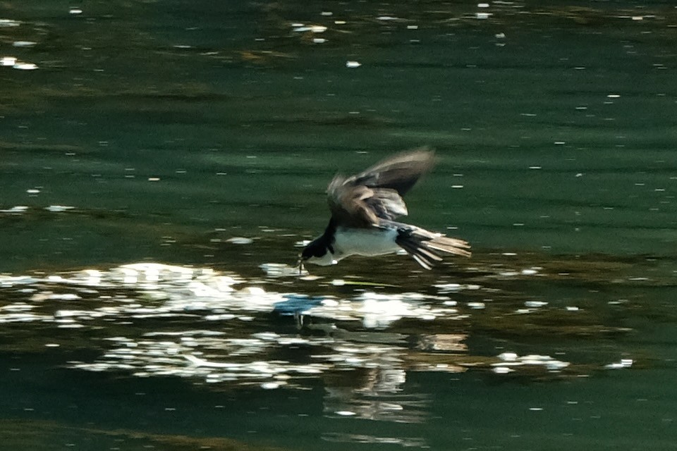 Tree Swallow - ML461965601