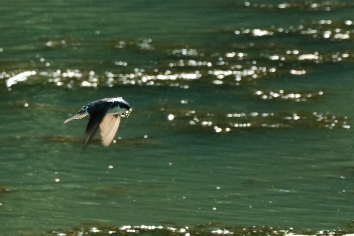 Tree Swallow - ML461965611