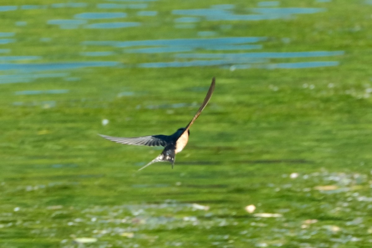 Barn Swallow - ML461965651