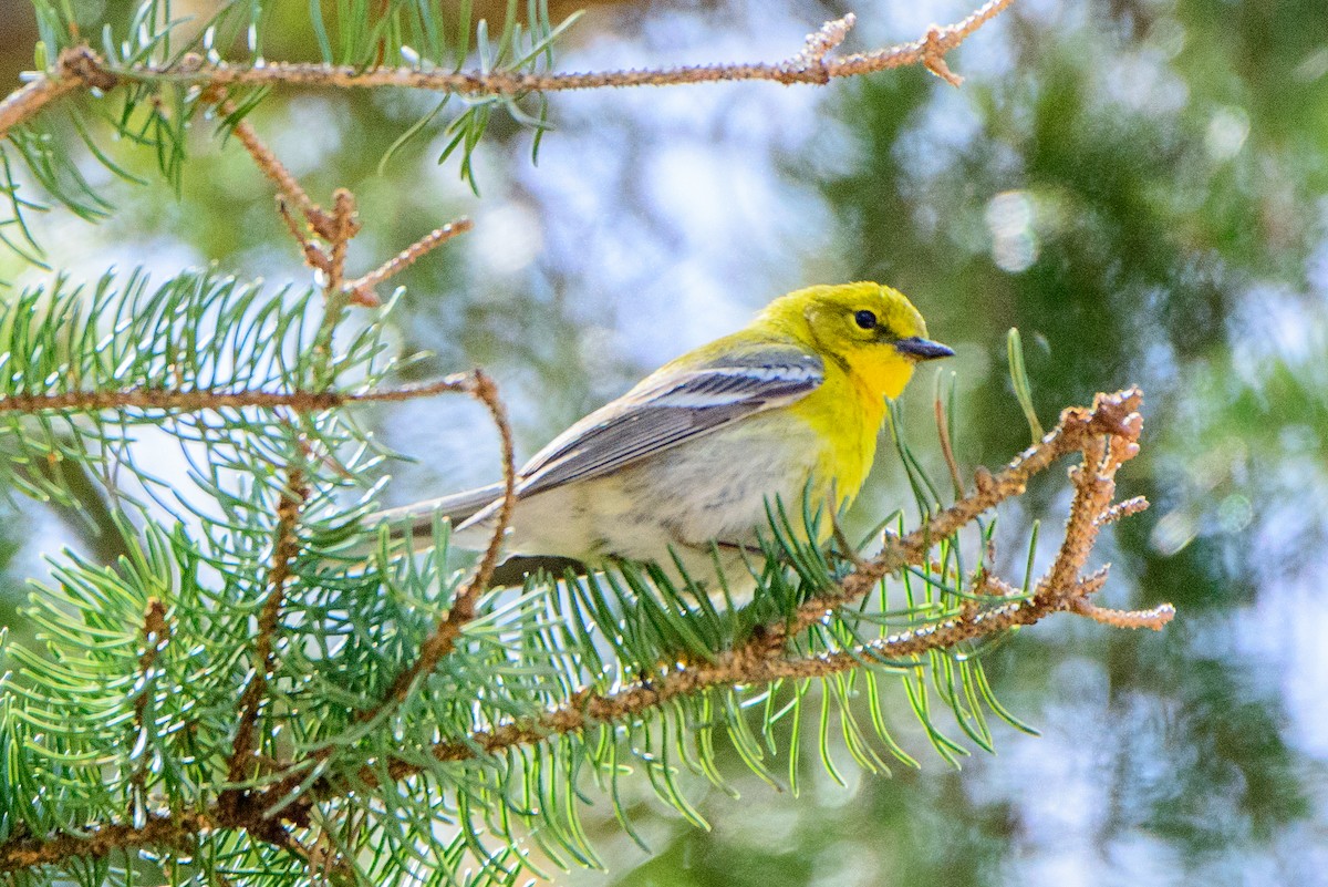 Pine Warbler - ML461965991