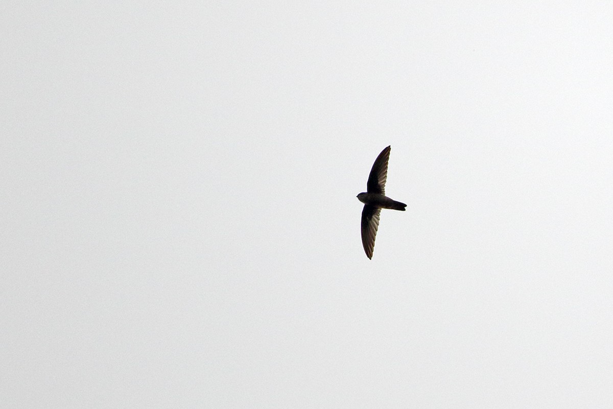 Whitehead's Swiftlet - Robert Hutchinson / Birdtour Asia