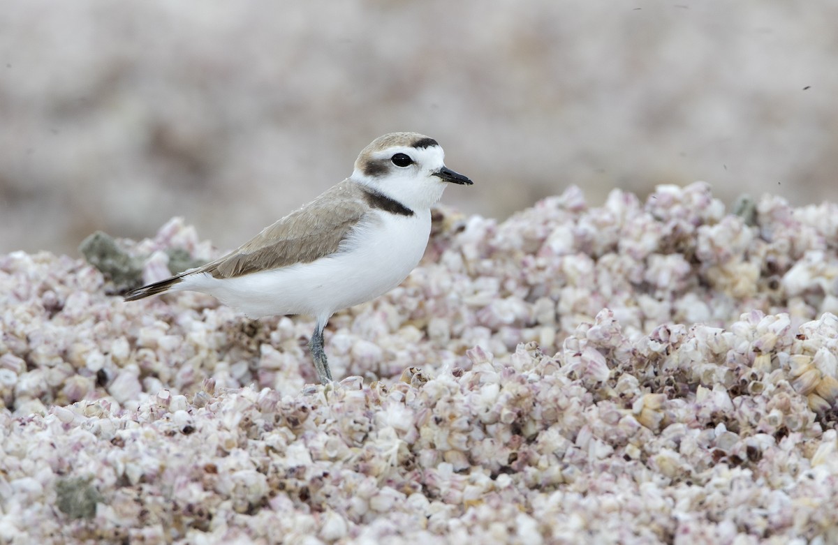 Snowy Plover - ML461966451