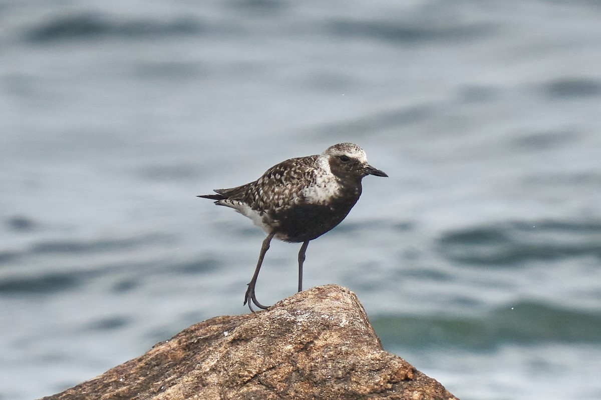 Black-bellied Plover - ML461966531