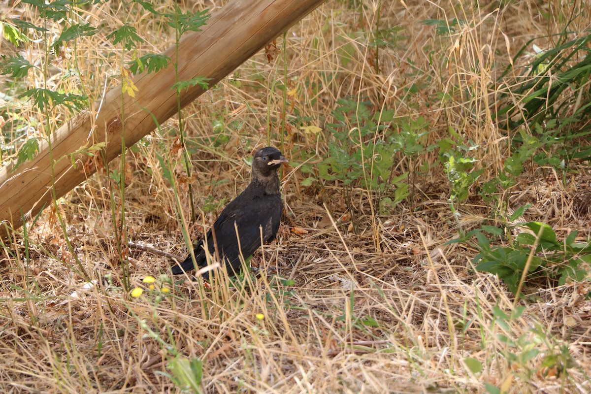 Eurasian Blackbird - ML461966631