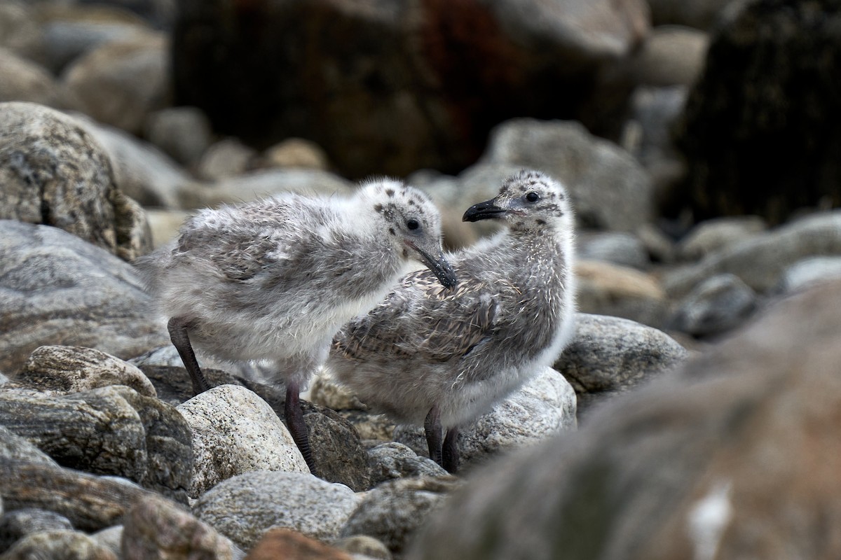 Herring Gull - ML461966691