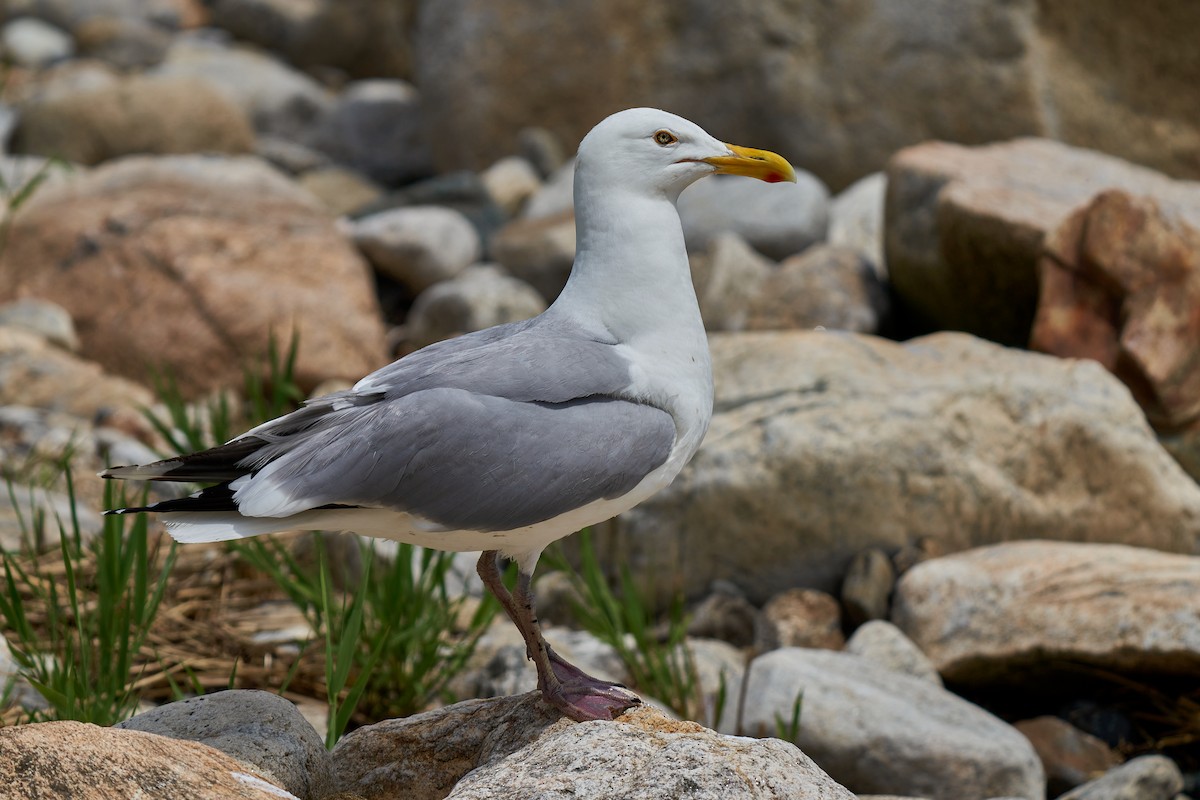 Herring Gull - ML461966721